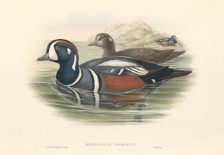 Item nr. 163373 Histrionicus Torquatus [Harlequin Duck]. The Birds of Great Britain. John Gould