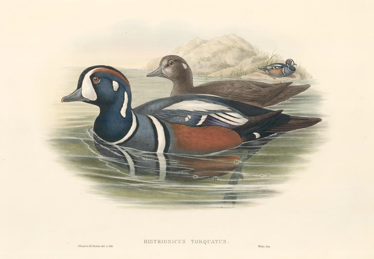 Item nr. 163373 Histrionicus Torquatus [Harlequin Duck]. The Birds of Great Britain. John Gould.