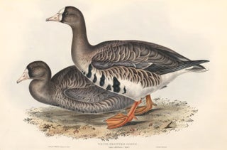 Item nr. 163374 White-Fronted Goose, Anser albifrons. The Birds of Great Britain. John Gould