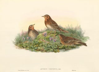 Item nr. 163375 Anthus cervinus [Red-throated pipit]. The Birds of Great Britain. John Gould
