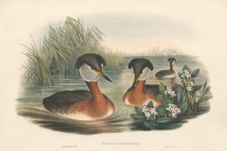 Item nr. 163376 Podiceps Rubricollis [Red-necked grebe]. The Birds of Great Britain. John Gould