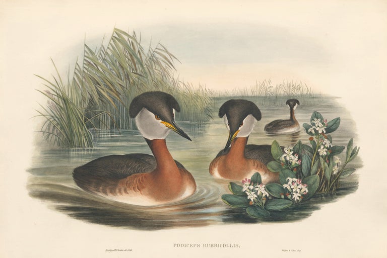 Item nr. 163376 Podiceps Rubricollis [Red-necked grebe]. The Birds of Great Britain. John Gould.