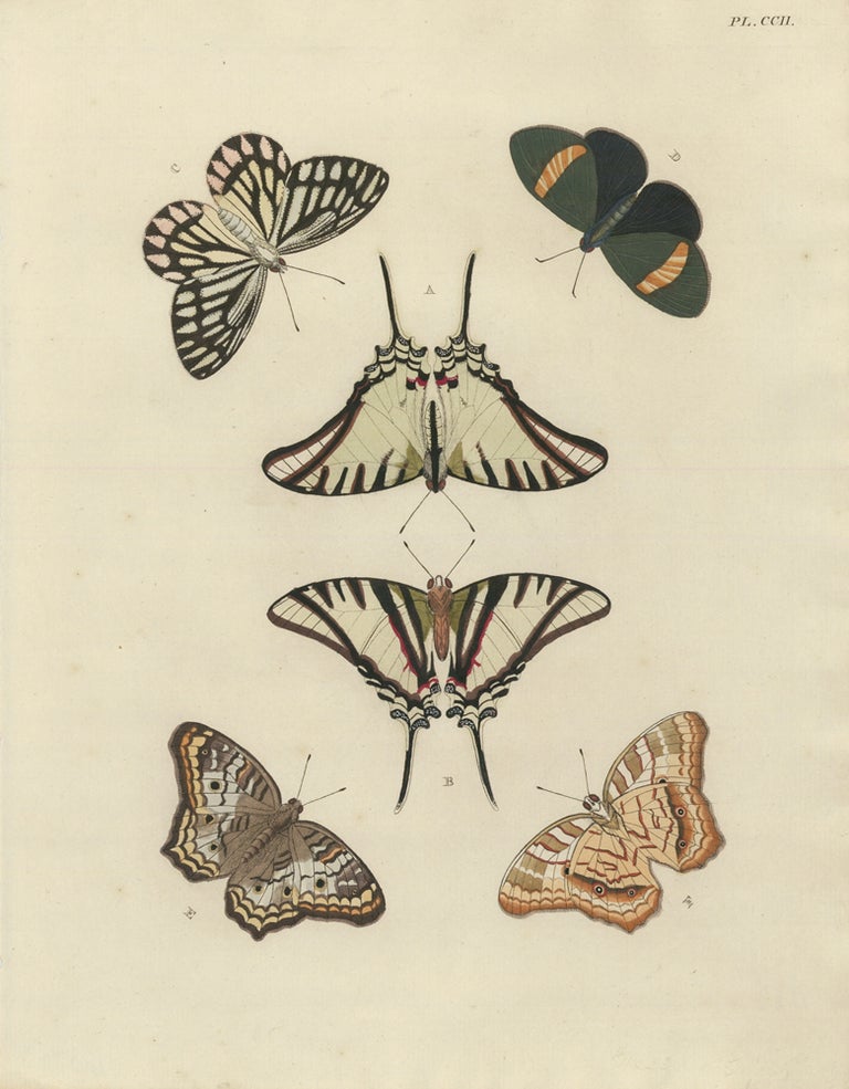 Item nr. 163383 Plate CCII. Papillons Exotiques des Trois Parties du Monde l'Asie, l'Afrique et l'Amerique. Pieter Cramer, C. Stoll.