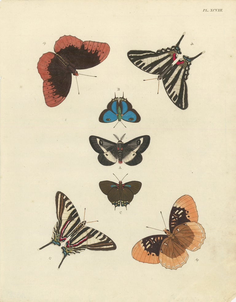 Item nr. 163384 Plate XCVIII. Papillons Exotiques des Trois Parties du Monde l'Asie, l'Afrique et l'Amerique. Pieter Cramer, C. Stoll.