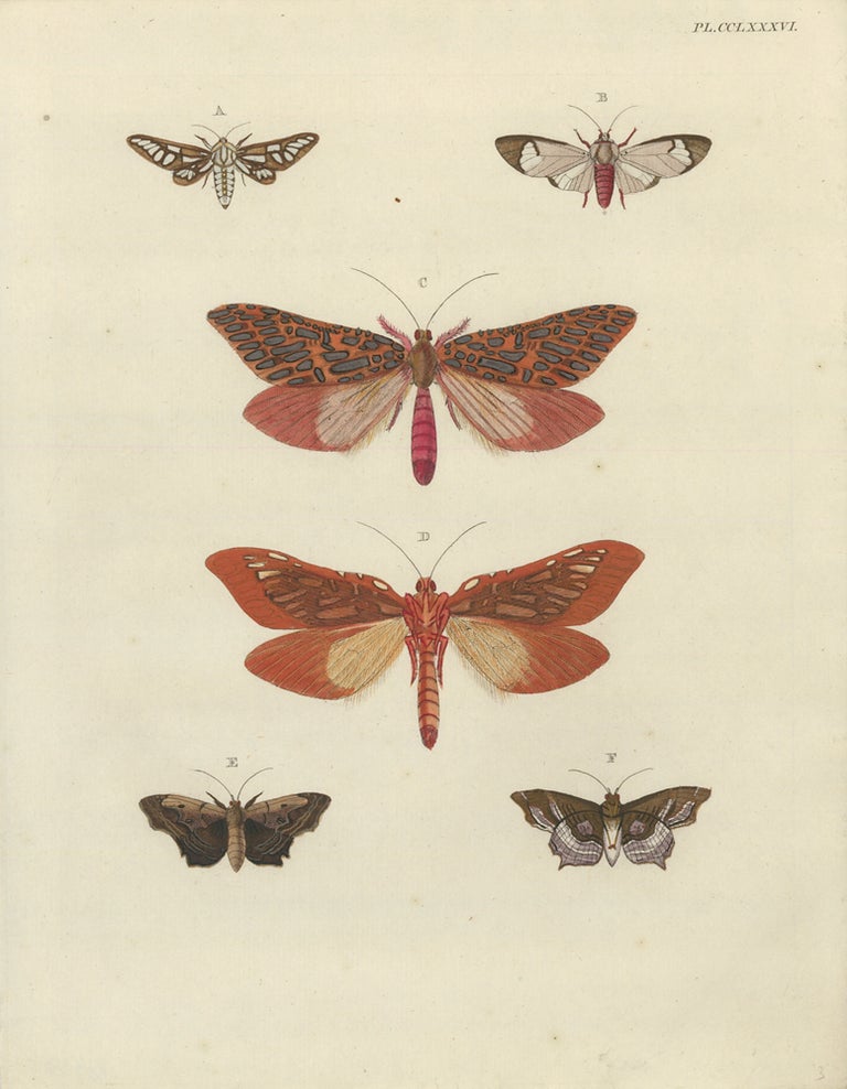Item nr. 163385 Plate CCLXXXVI. Papillons Exotiques des Trois Parties du Monde l'Asie, l'Afrique et l'Amerique. Pieter Cramer, C. Stoll.