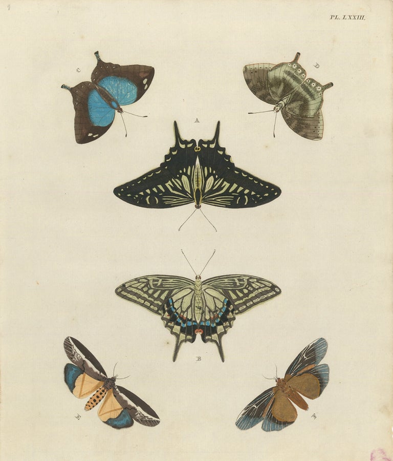 Item nr. 163388 Plate LXXIII. Papillons Exotiques des Trois Parties du Monde l'Asie, l'Afrique et l'Amerique. Pieter Cramer, C. Stoll.