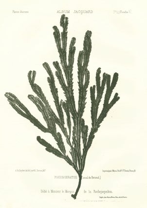 Item nr. 163496 Fucus-Seratus (Canal de Bristol) [Bladderwrack seaweed]. Album Jacquard. Augustin...