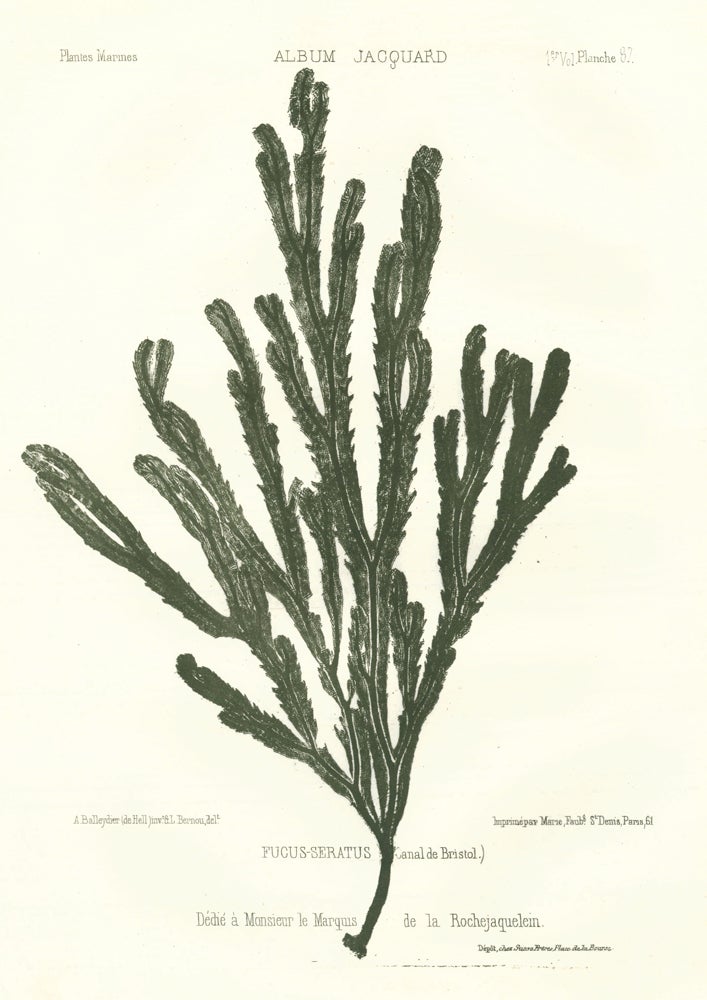 Item nr. 163496 Fucus-Seratus (Canal de Bristol) [Bladderwrack seaweed]. Album Jacquard. Augustin Balleydier.