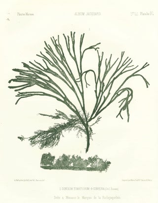 Item nr. 163498 Condium tomatusum [Spongeweed] and Conferva [algae]. Album Jacquard. Augustin...