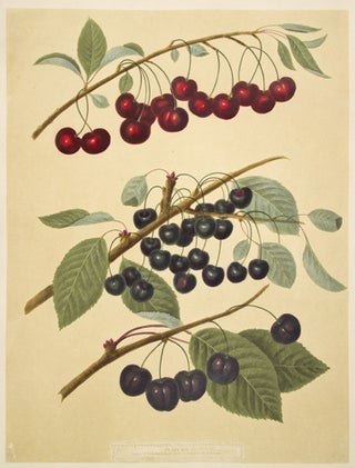 Cherries. Pomona Britannica