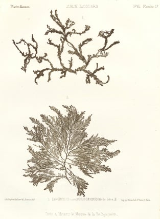 Item nr. 163500 Seaweed: Lyngbyei (Ecosse), Fucus Coecinus (Mer des Indes). Album Jacquard....