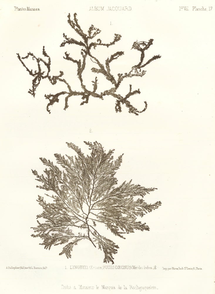 Item nr. 163500 Seaweed: Lyngbyei (Ecosse), Fucus Coecinus (Mer des Indes). Album Jacquard. Augustin Balleydier.