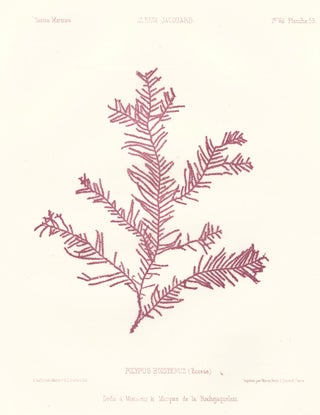 Item nr. 163501 Seaweed: Polypus Hoisterus (Ecosse). Album Jacquard. Augustin Balleydier