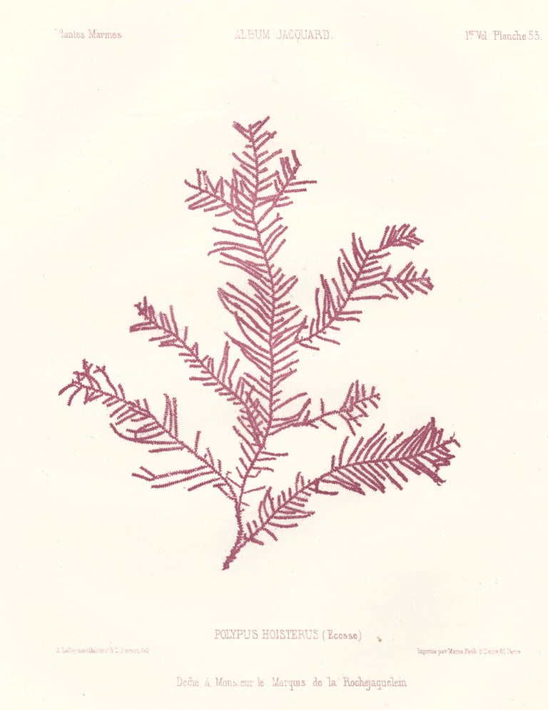 Item nr. 163501 Seaweed: Polypus Hoisterus (Ecosse). Album Jacquard. Augustin Balleydier.