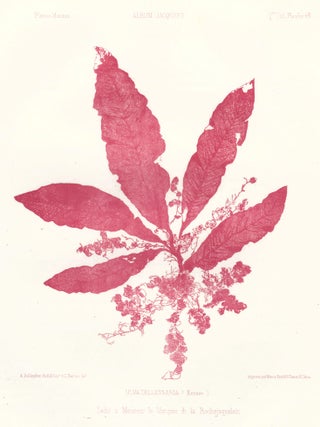 Item nr. 163502 Seaweed: Ulva Dellessaria (Ecosse). Album Jacquard. Augustin Balleydier