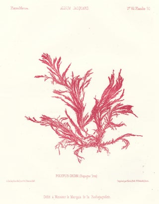 Item nr. 163503 Seaweed: Polypus Ordin (Espagne Irun). Album Jacquard. Augustin Balleydier