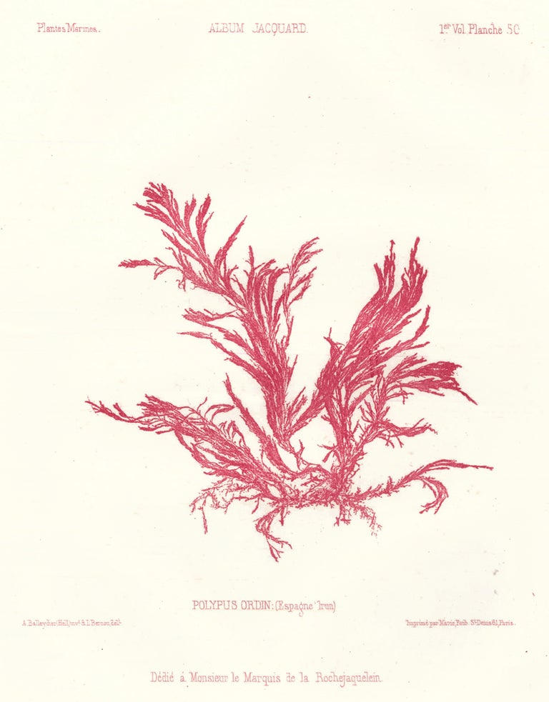 Item nr. 163503 Seaweed: Polypus Ordin (Espagne Irun). Album Jacquard. Augustin Balleydier.