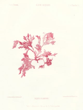 Item nr. 163505 Seaweed: Polypus Plumosus. Album Jacquard. Augustin Balleydier
