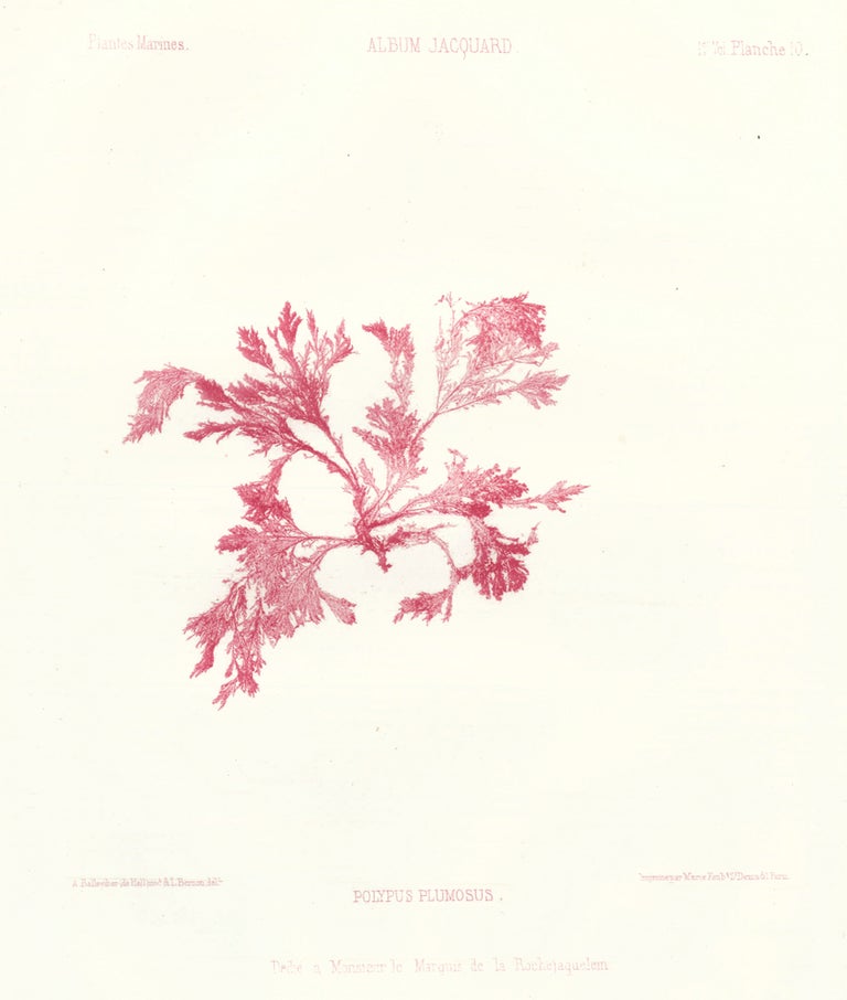 Item nr. 163505 Seaweed: Polypus Plumosus. Album Jacquard. Augustin Balleydier.