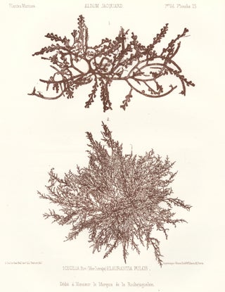 Item nr. 163506 Seaweed: Cecilia, Riv. (Mer Rouge) and Laurantia Pulch. Album Jacquard. Augustin...