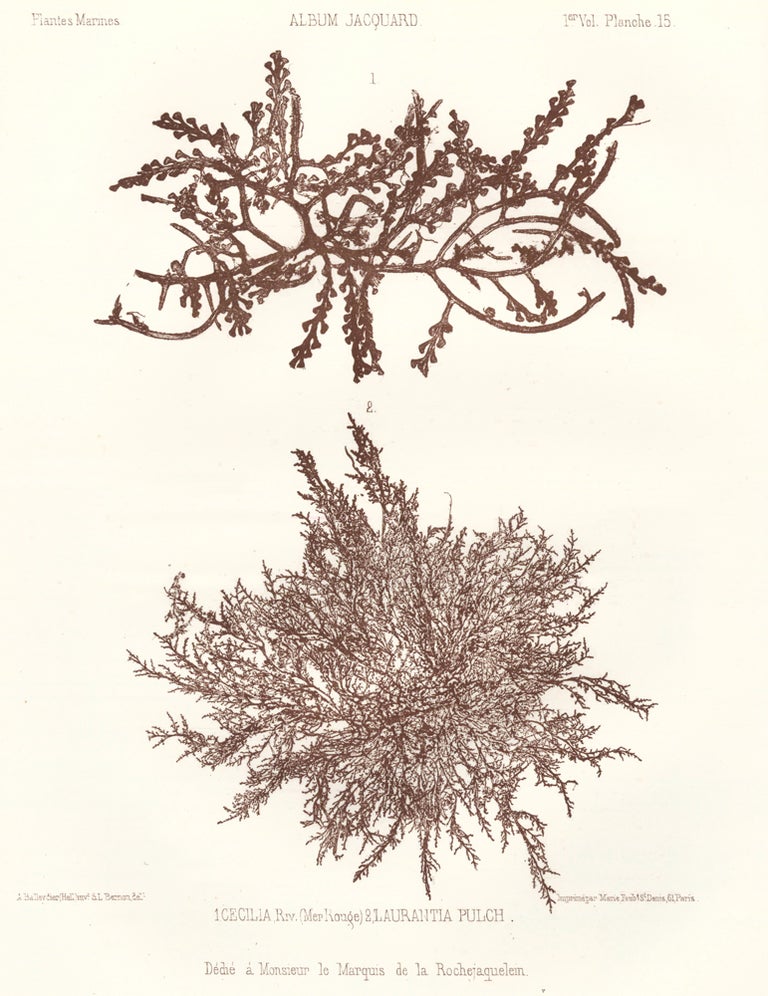Item nr. 163506 Seaweed: Cecilia, Riv. (Mer Rouge) and Laurantia Pulch. Album Jacquard. Augustin Balleydier.