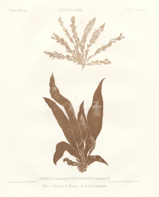Item nr. 163507 Seaweed: Polypus Ord. and Fucus Plantagineus (Angleterre). Album Jacquard....
