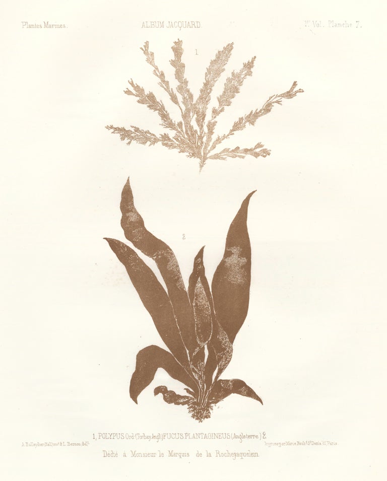 Item nr. 163507 Seaweed: Polypus Ord. and Fucus Plantagineus (Angleterre). Album Jacquard. Augustin Balleydier.