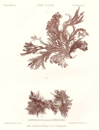 Item nr. 163508 Seaweed: Conferva Rubra (Irlande) and Confrva Rosea. Album Jacquard. Augustin...
