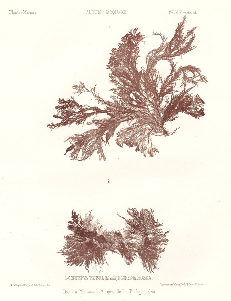 Item nr. 163508 Seaweed: Conferva Rubra (Irlande) and Confrva Rosea. Album Jacquard. Augustin Balleydier.