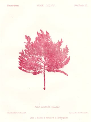 Item nr. 163509 Seaweed: Fucus Coecineus (Genes-Italie). Album Jacquard. Augustin Balleydier