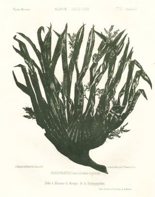 Item nr. 163510 Seaweed: Fucus-Wilipus (Ocean Schorham-Angleterre). Album Jacquard. Augustin...