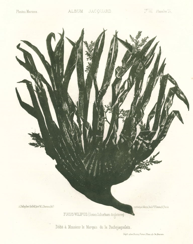 Item nr. 163510 Seaweed: Fucus-Wilipus (Ocean Schorham-Angleterre). Album Jacquard. Augustin Balleydier.