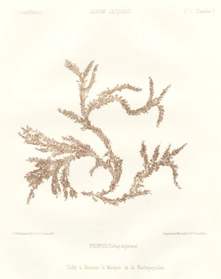 Item nr. 163512 Seaweed: Polypus (Torbay Angleterre). Album Jacquard. Augustin Balleydier