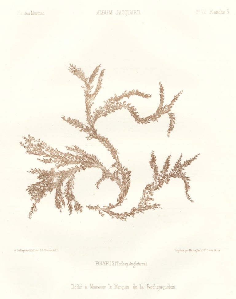 Item nr. 163512 Seaweed: Polypus (Torbay Angleterre). Album Jacquard. Augustin Balleydier.