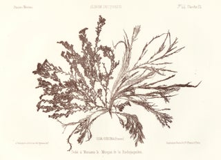 Item nr. 163515 Seaweed: Ulva Coecina (France). Album Jacquard. Augustin Balleydier