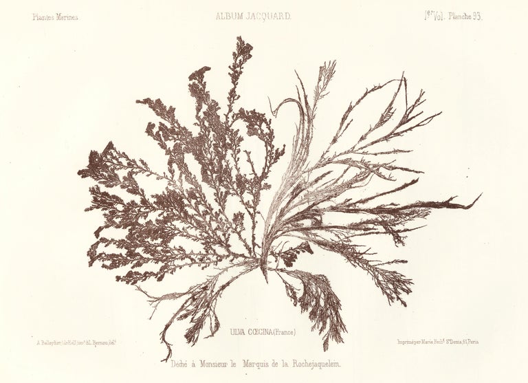 Item nr. 163515 Seaweed: Ulva Coecina (France). Album Jacquard. Augustin Balleydier.