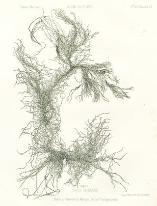 Item nr. 163518 Seaweed: Fucus Capilosus (Alger.). Album Jacquard. Augustin Balleydier