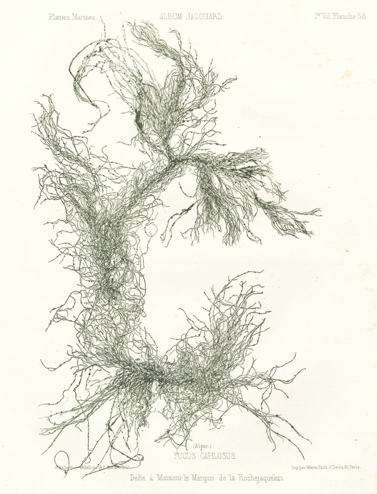 Item nr. 163518 Seaweed: Fucus Capilosus (Alger.). Album Jacquard. Augustin Balleydier.