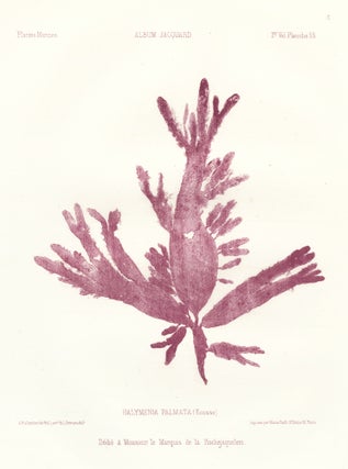 Item nr. 163519 Seaweed: Halymenia Palmata (Ecosse). Album Jacquard. Augustin Balleydier