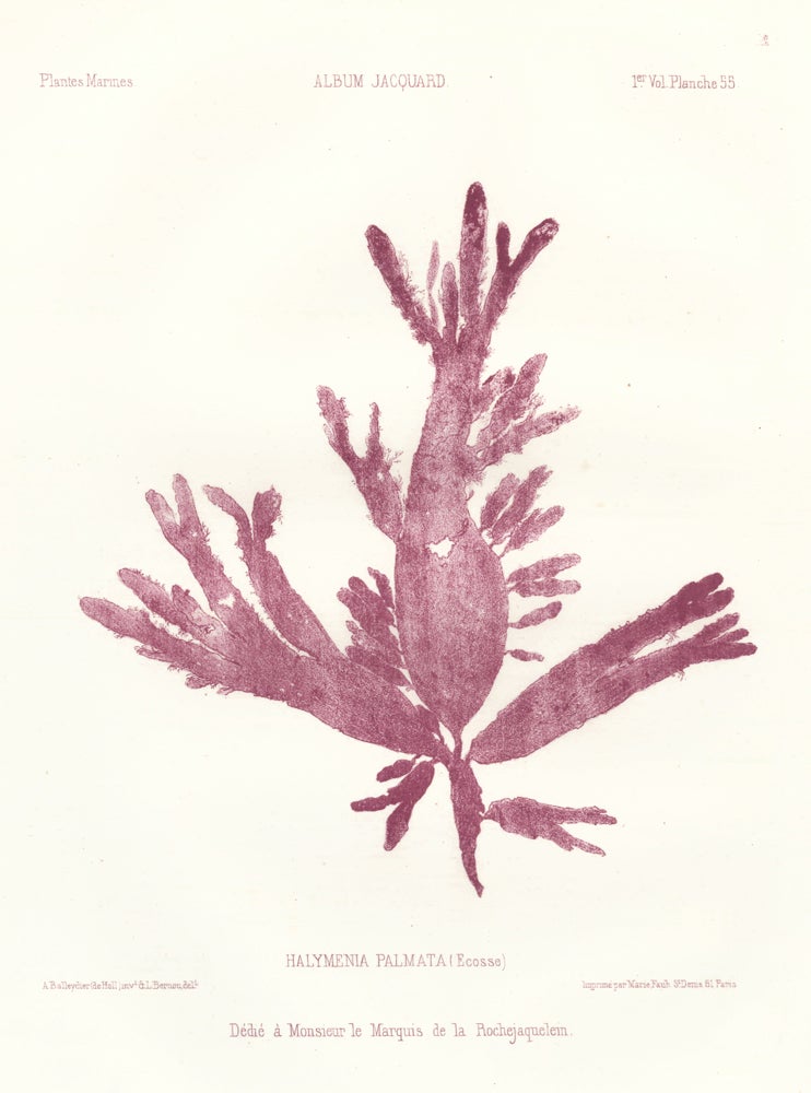 Item nr. 163519 Seaweed: Halymenia Palmata (Ecosse). Album Jacquard. Augustin Balleydier.