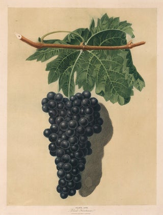 Black Frontiniac. Pomona Britannica