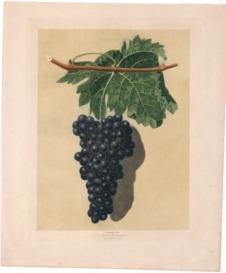 Black Frontiniac. Pomona Britannica