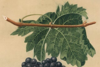 Black Frontiniac. Pomona Britannica