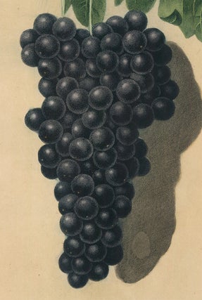 Black Frontiniac. Pomona Britannica