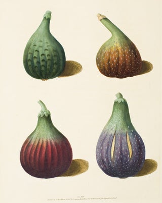 Item nr. 16355 Green Ischia, Red Turkey, Large Turkey [Figs]. Pomona Britannica. George Brookshaw