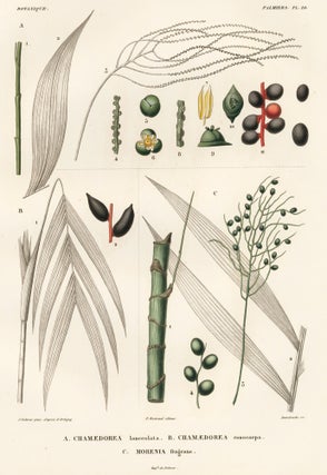Item nr. 163550 Chamaedorea lanceolata, chamaedorea conocarpa, morenia fragrans [Palm trees]....