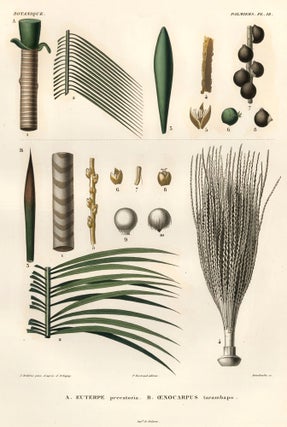 Item nr. 163552 Euterpe precatoria, oenocarpus tarambapo [Palm trees]. Voyage dans l'Amerique...