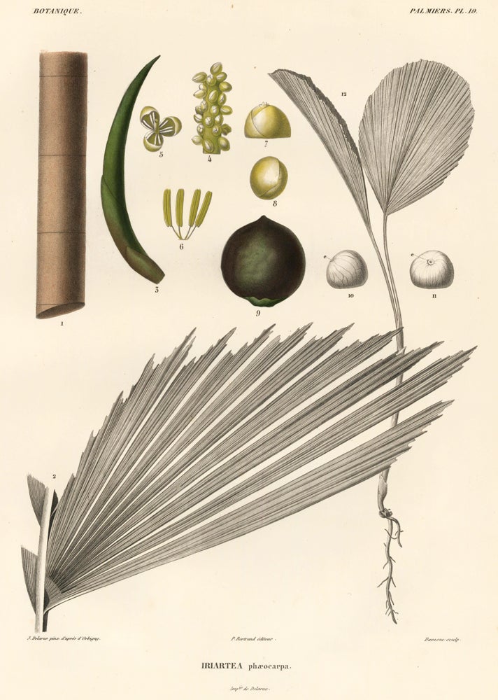 Item nr. 163553 Iriartea phaecarpa [Palm trees]. Voyage dans l'Amerique Meridionale, T. 7, Pt. 3. Alcide Dessalines d' Orbigny, after, A. D. d'Orbigny.