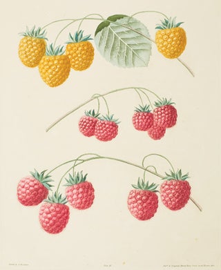 Item nr. 16356 Pl. 2. Raspberry. Pomona Britannica. George Brookshaw