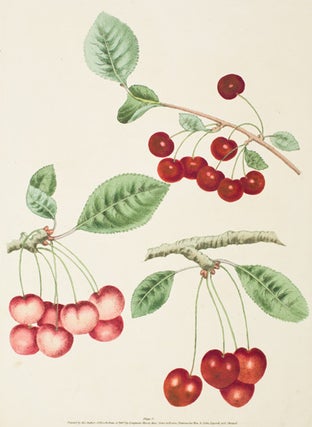 Item nr. 16358 Pl. 5. Adam's Crown, Early May, Red-Heart [Cherries]. Pomona Britannica. George...